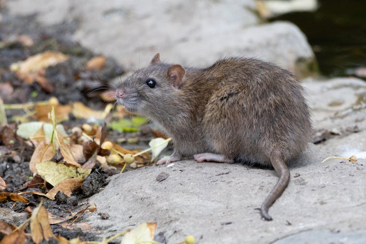 A rat on the ground.