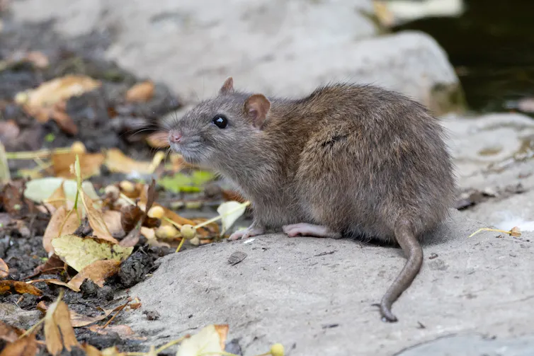 A rat on the ground.