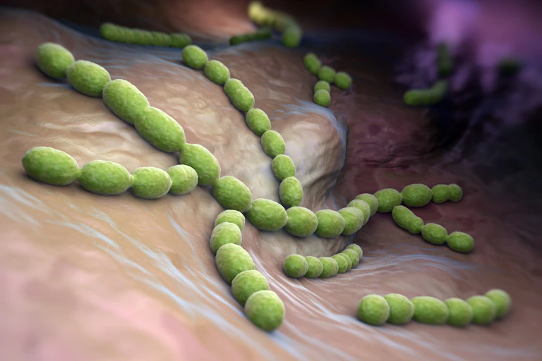 Recreación de bacterias con forma de cápsulas verdes adosadas