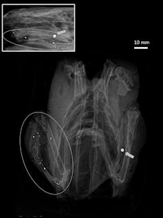 x-ray shot of bird, lead shot visible