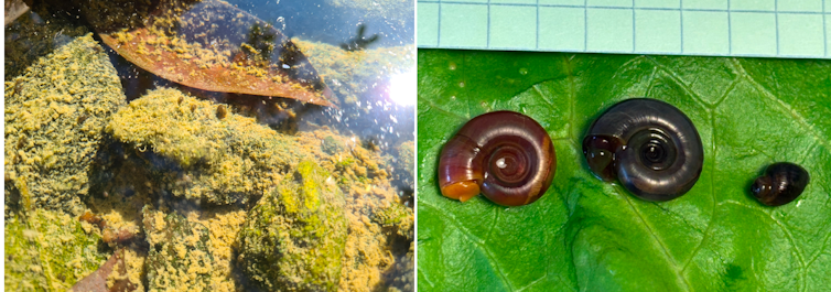 Bilharzia in Europe: the place does this parasitic illness come from and the way to give protection to your self from it? 3 file 20250715 56 z0l8kr.png?ixlib=rb 4.1