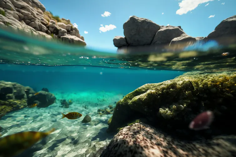 an ocean scene both over and underwater