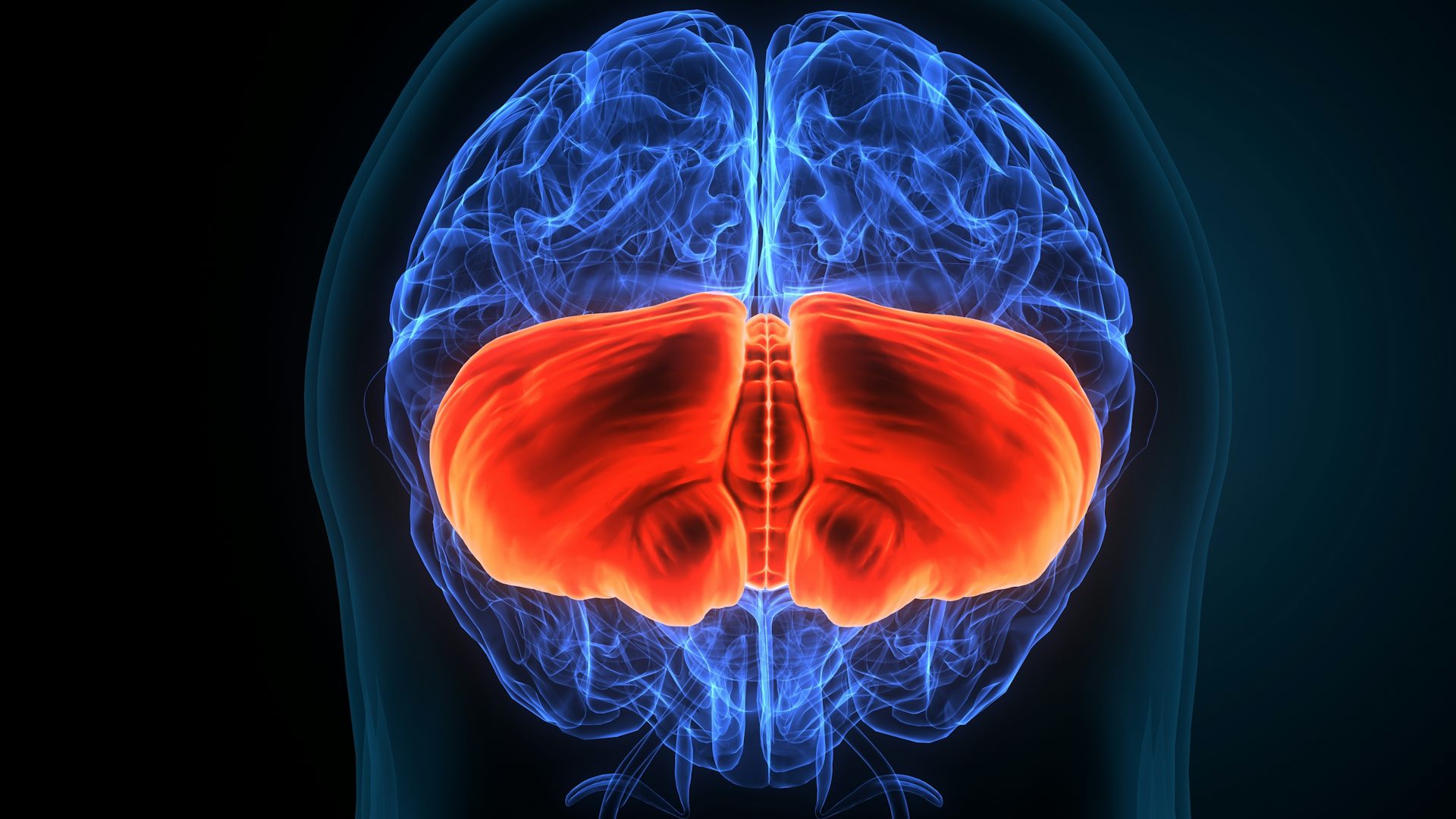 El cerebelo, una joya oculta del cerebro entre el arte y la ciencia 