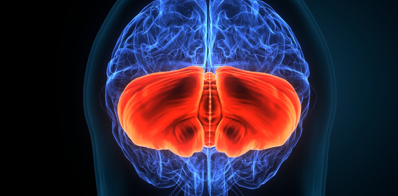 El cerebelo, una joya oculta del cerebro entre el arte y la ciencia