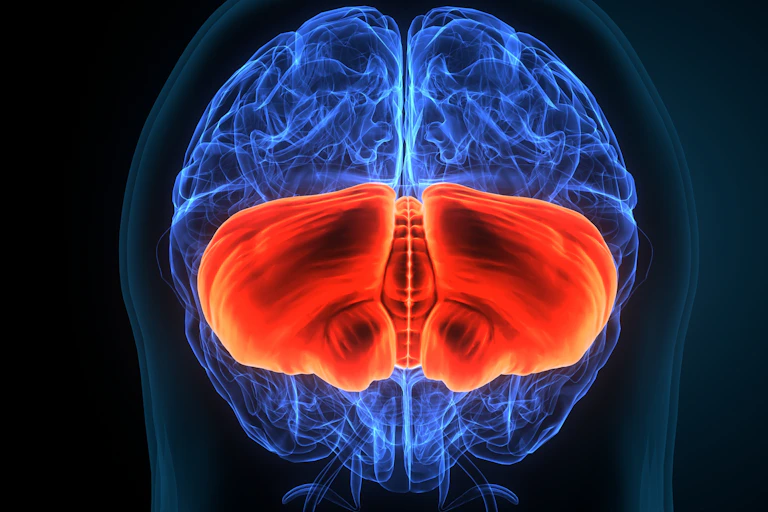 Imagen anatómica con el cerebelo marcado en rojo