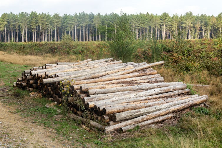 a pile of logs in a plantation