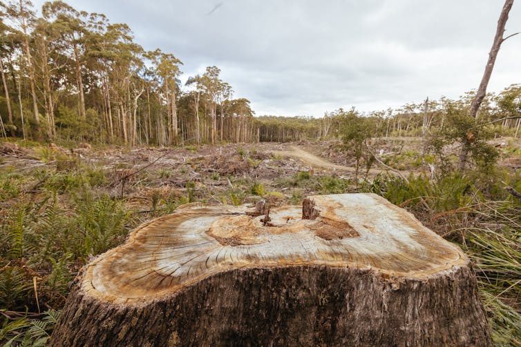 Closeup of a tree stump with a cleared forest in the background, with some trees still standing in the distance