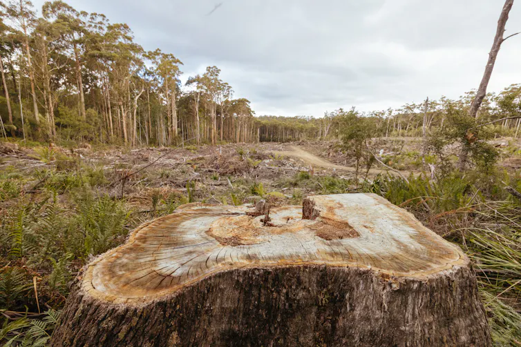 Closeup of a tree stump with a cleared forest in the background, with some trees still standing in the distance