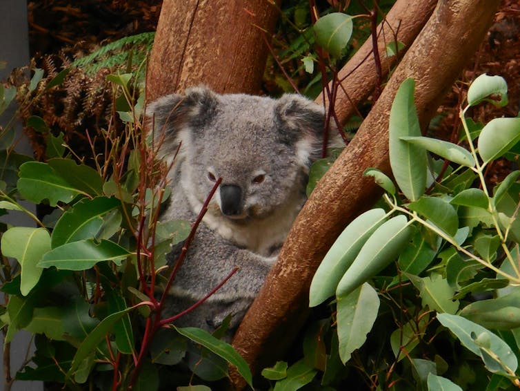 Resting koala surrounded by green gum leaves