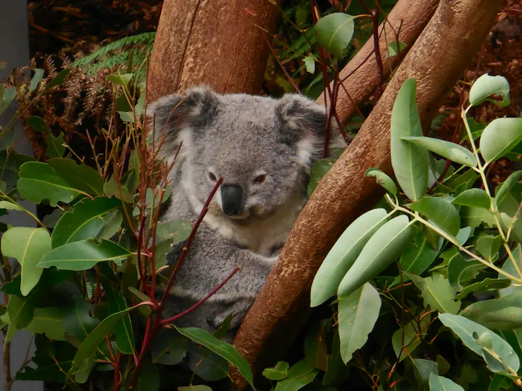 Resting koala surrounded by green gum leaves