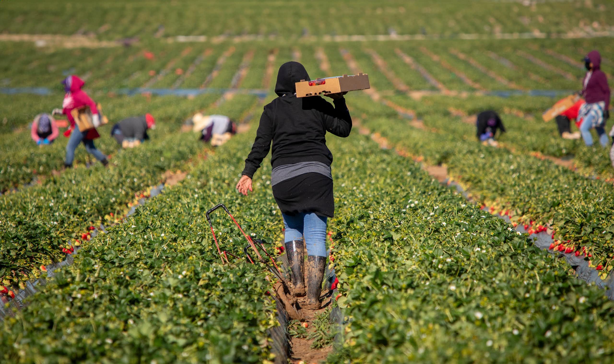 Farm workers during harvest time