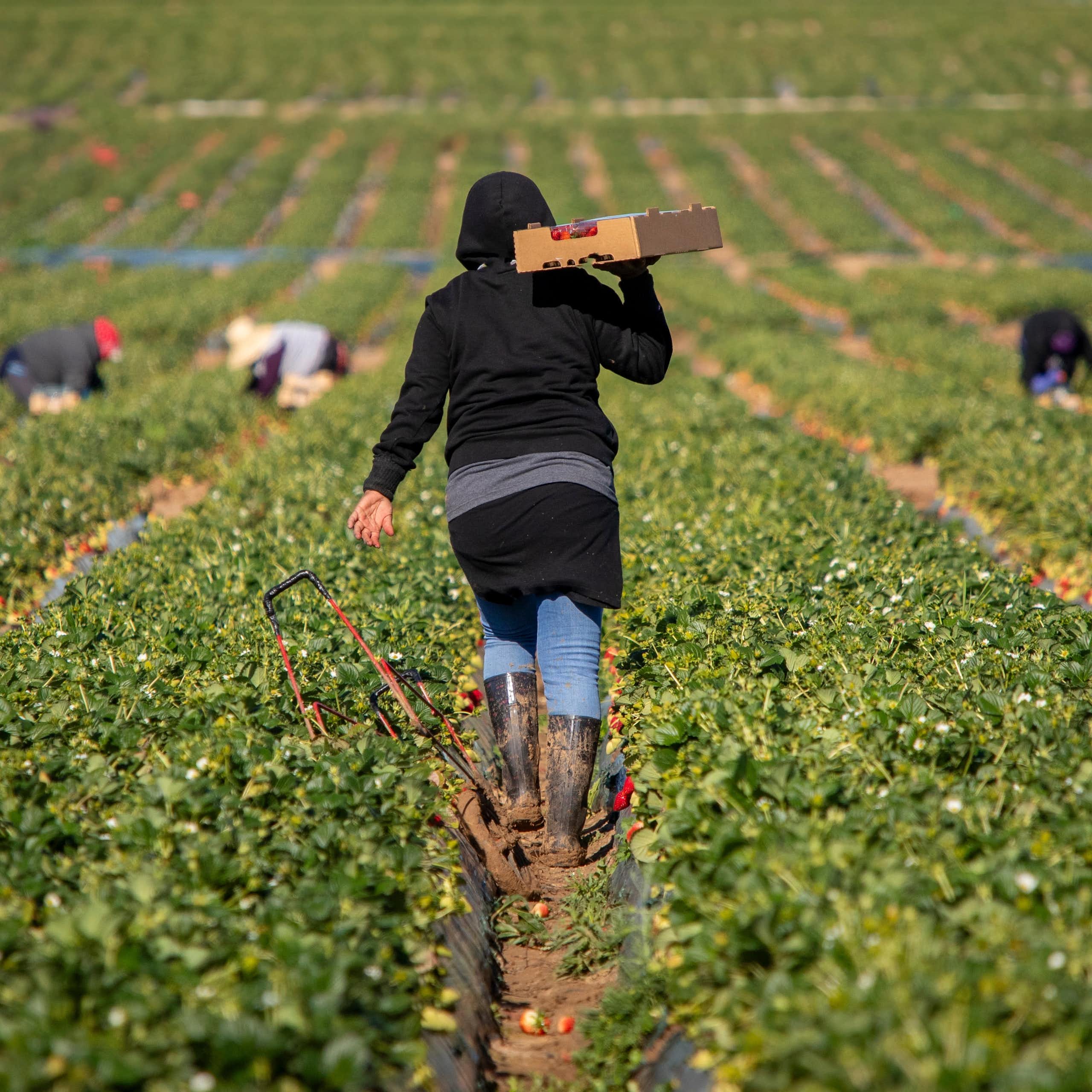 Farm workers during harvest time