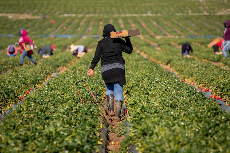Trabajadores recogiendo fresas