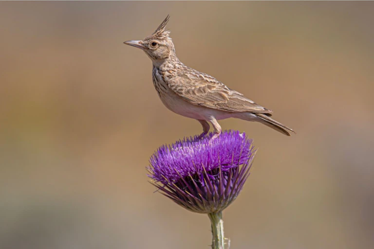 bird on purple flower