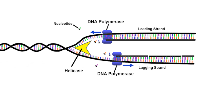 A diagram showing a double helix strand of DNA, with a polymerase enzyme pulling the two strands apart and helping them become two new strands.