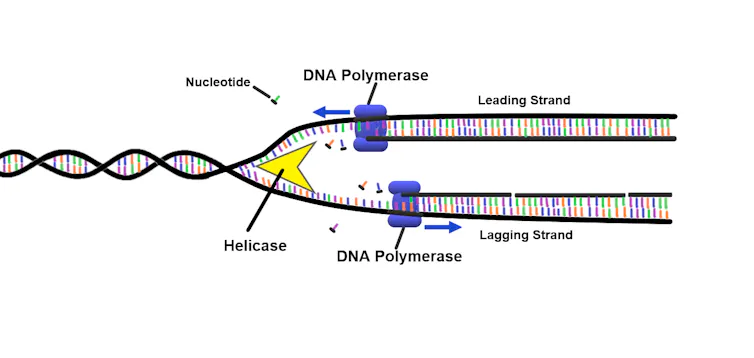 A diagram showing a double helix strand of DNA, with a polymerase enzyme pulling the two strands apart and helping them become two new strands.