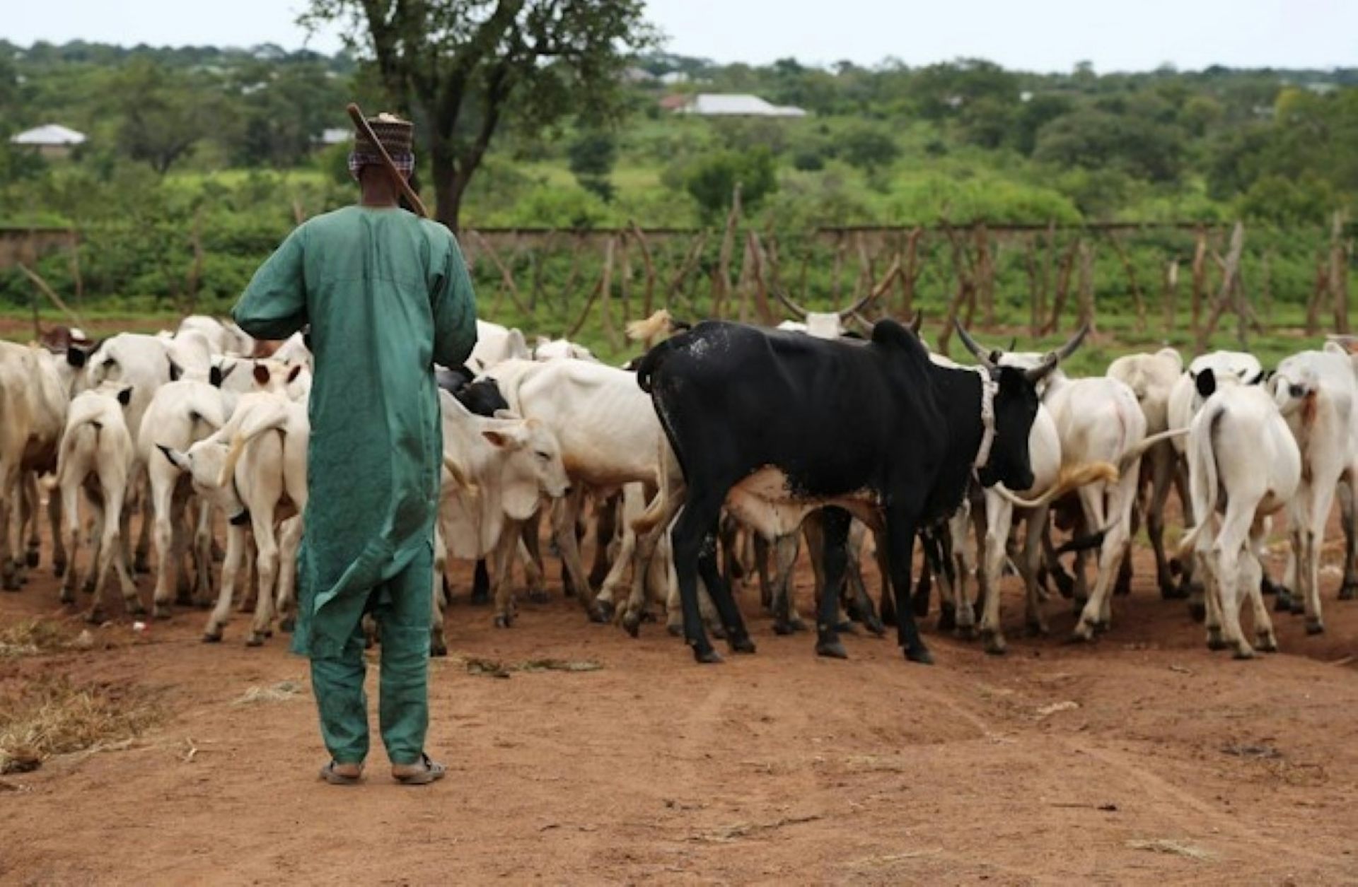 Man herding cattle