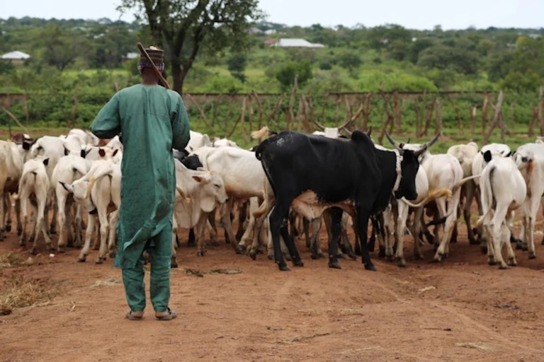 Man herding cattle