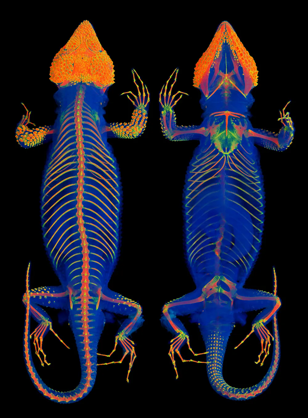 Small Lizard Skeleton Discovery of ‘chainmail’ bone plates in goannas - Australian Geographic
