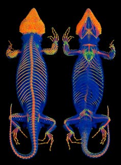Imazh me tip x-ray i një gjarpri me kockat e tij të dukshme qartë në ngjyra të ylberit.