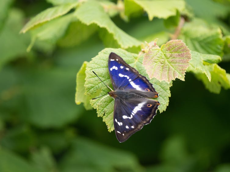 A butterfly on a leaf with purple, white and black markings.