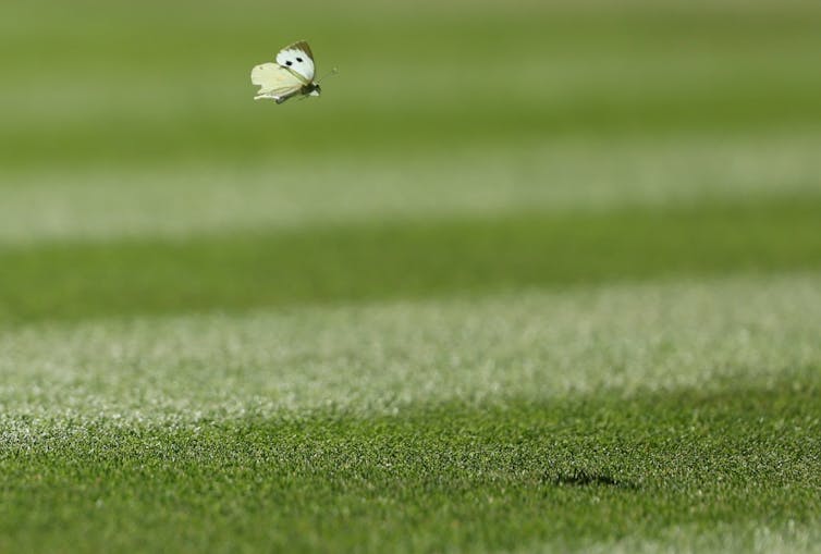 A white butterfly hovering over the grass court at Wimbledon.