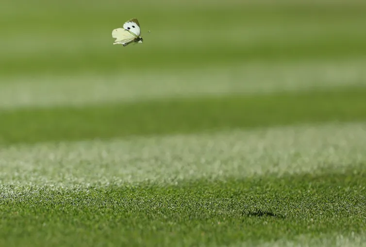 A white butterfly hovering over the grass court at Wimbledon.