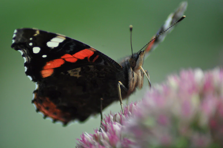 A butterfly seen close-up with its proboscis in a purple flower.