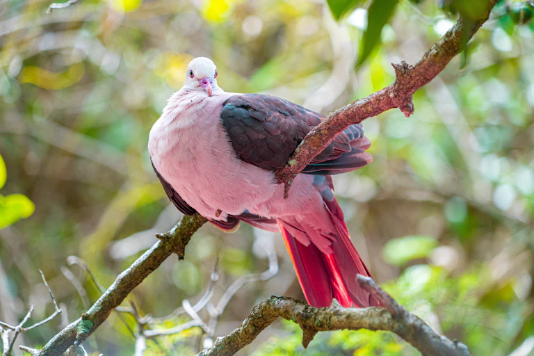 Pink pigeon