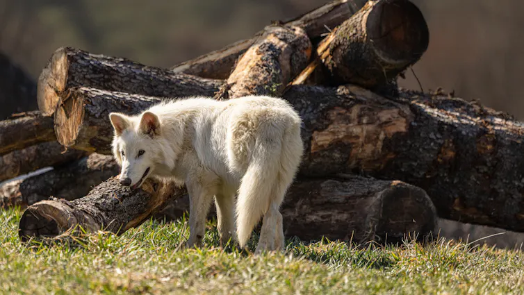 Dire wolf pup