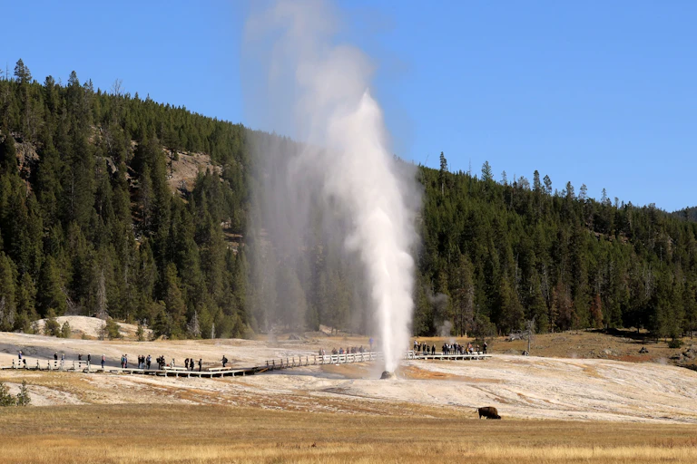 A geyser erupts, shooting a column of steam and water into the air as people watch from a boardwalk; a bison stands in the grassy foreground, with a forested hill behind under a clear sky.