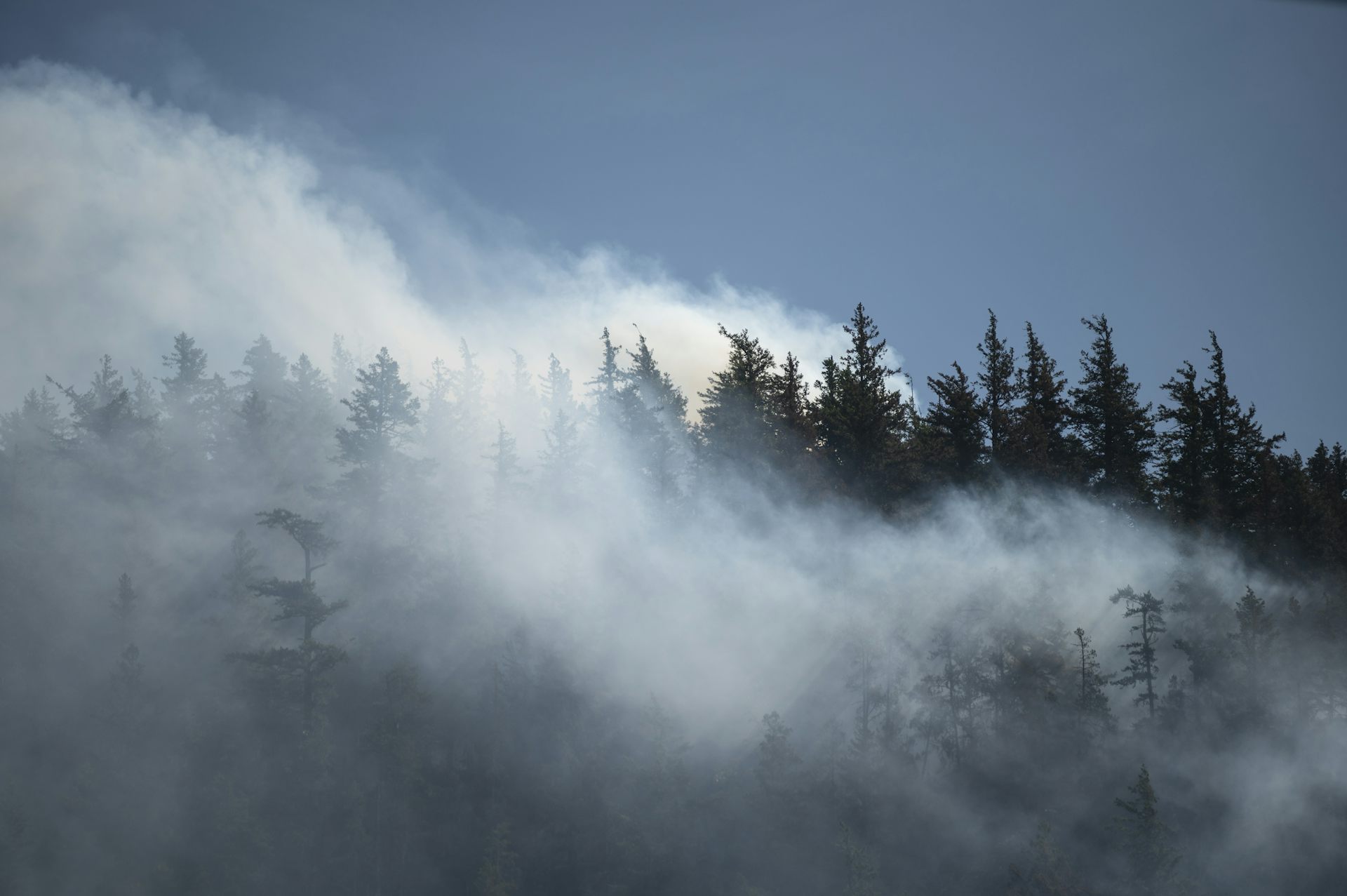 El humo blanco se eleva entre los árboles