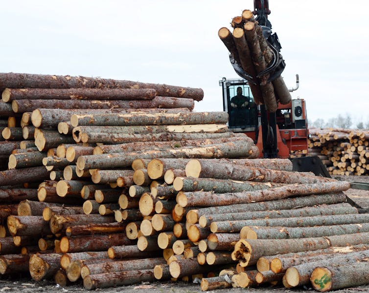 Grandes troncos se colocan en una multitud