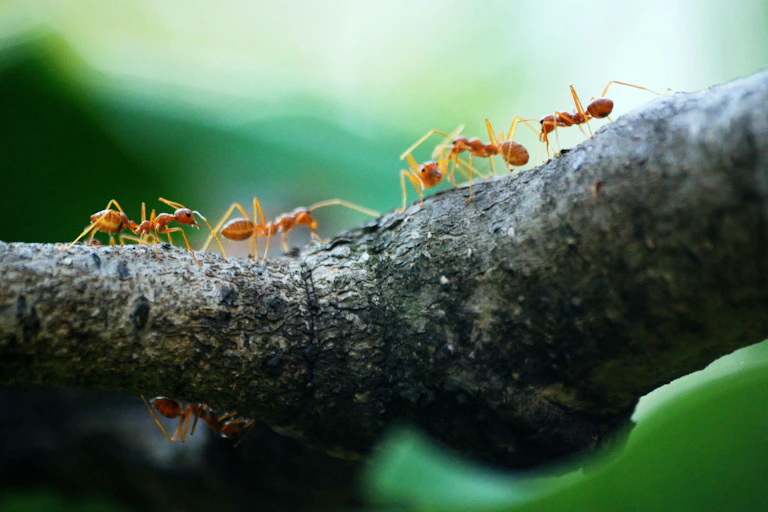 five ants on a branch
