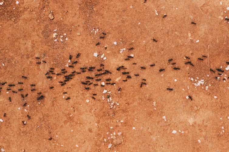 black ants on red dirt