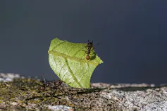 two ants carrying a cut leaf