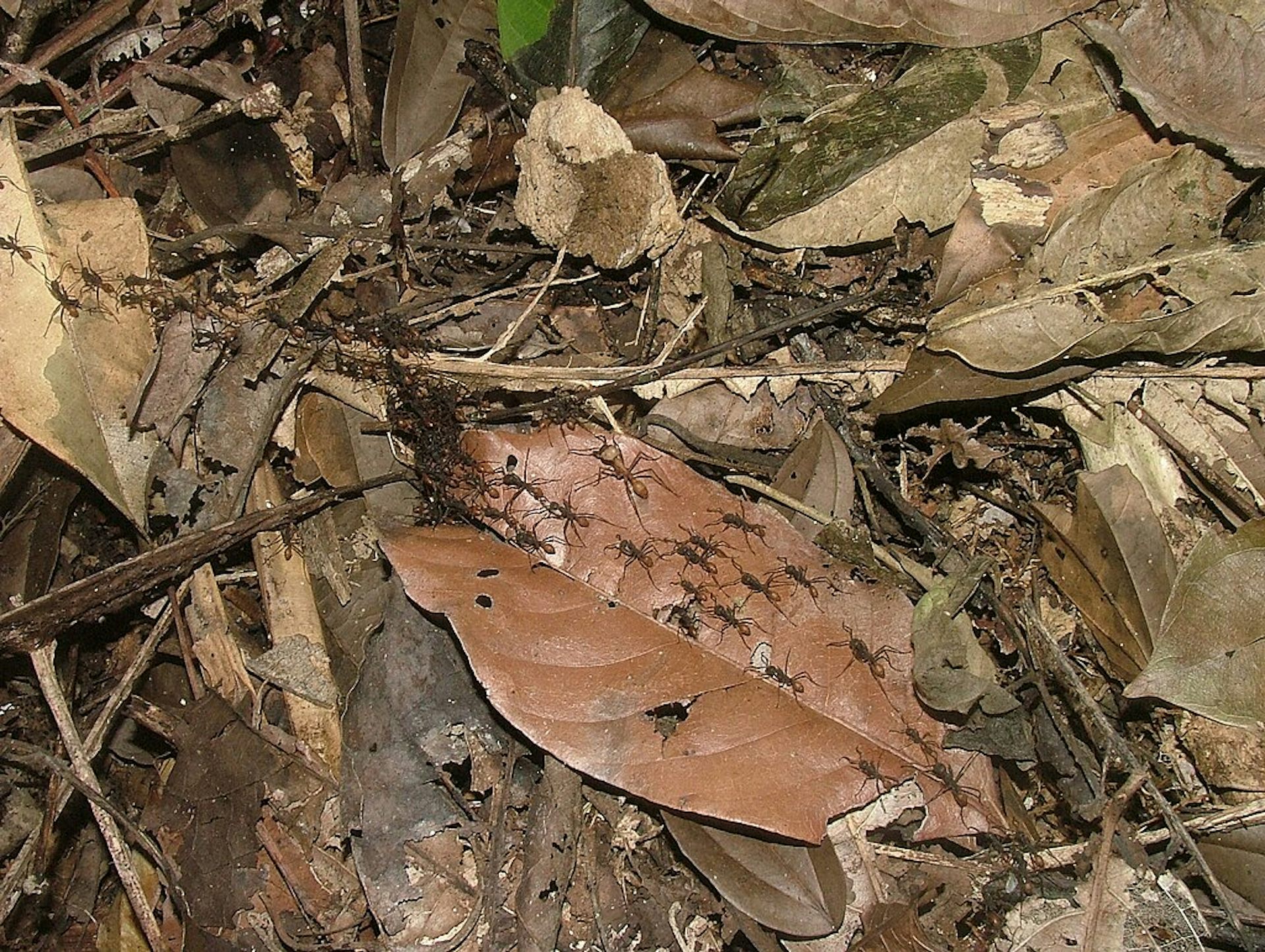 Ants crawling across leaf litter