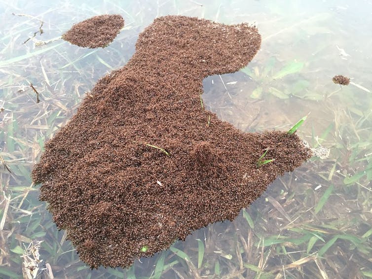 Ants forming a raft to float on water