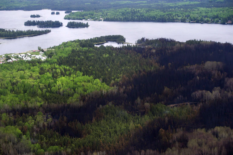 An aerial view of a forest near a lake