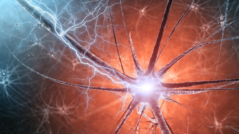 Meliterapia: engrasar el cerebro para curar enfermedades neurológicas complejas Meliterapia: engrasar el cerebro para curar enfermedades neurológicas complejas