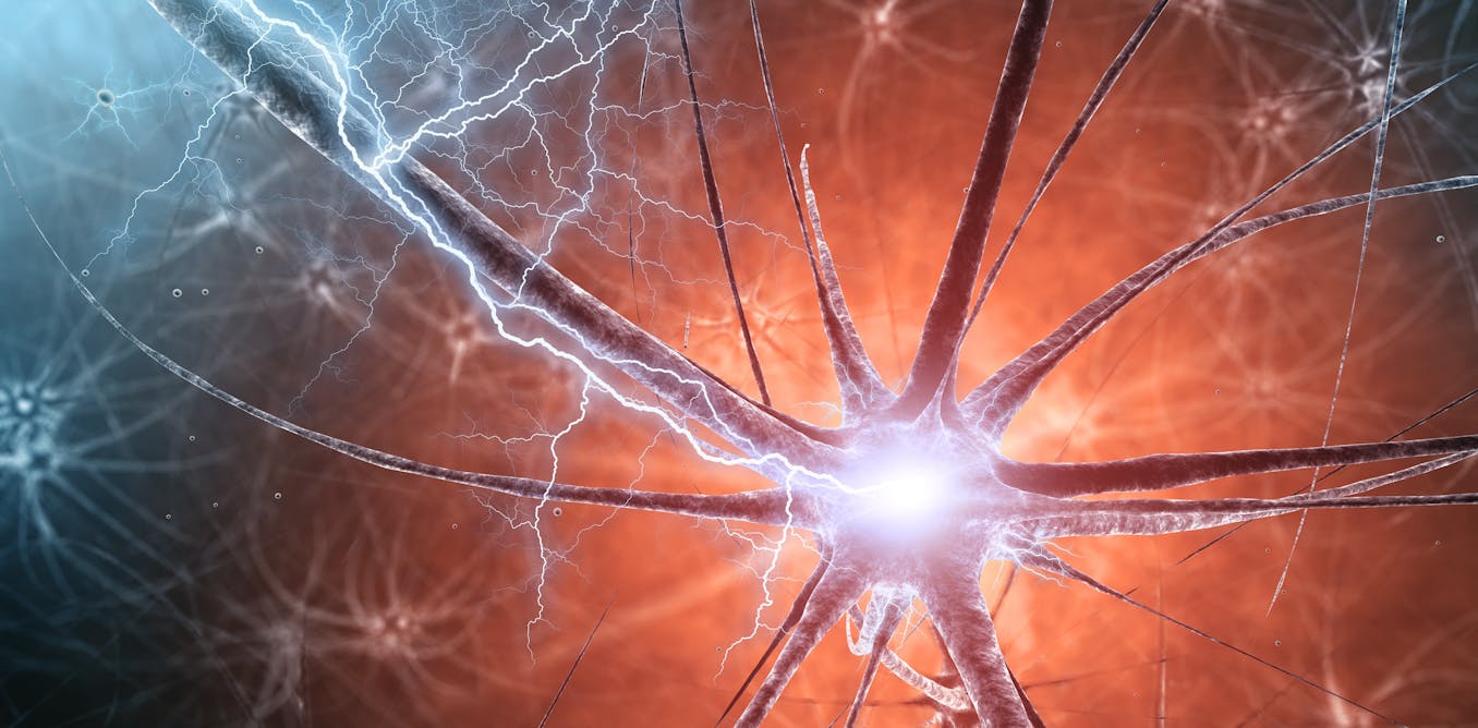 Meliterapia: engrasar el cerebro para curar enfermedades neurológicas complejas