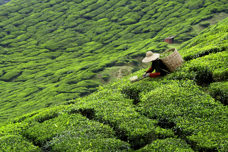 Picker picking tea on a tea estate.