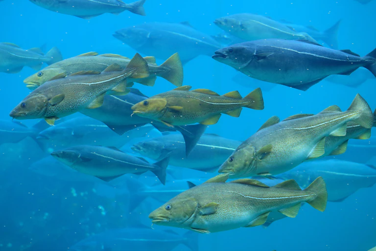 fish swimming in sea