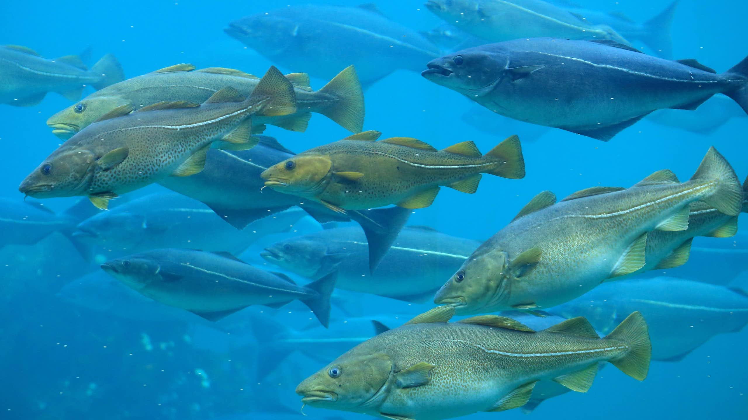 fish swimming in sea