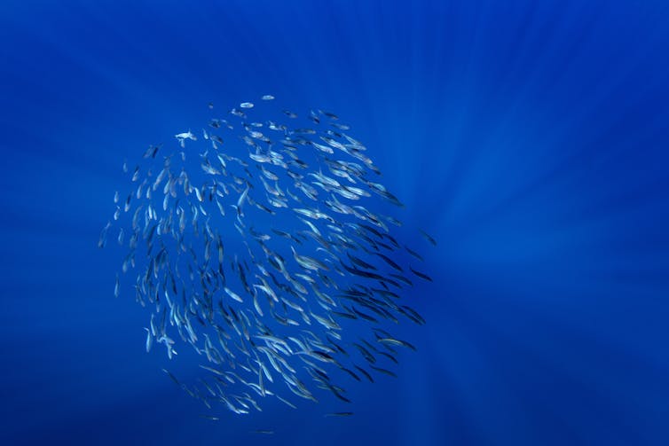 ball of sardines.