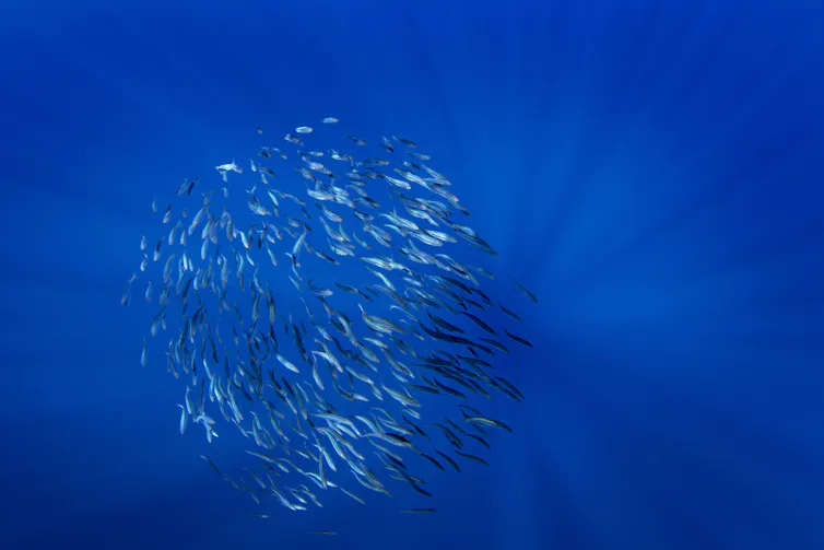 ball of sardines.