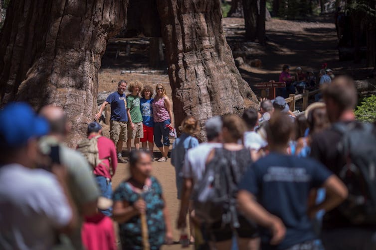 A few people stand in a large gap within a tree trunk while other people stand nearby.