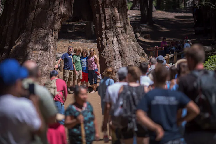 A few people stand in a large gap within a tree trunk while other people stand nearby.