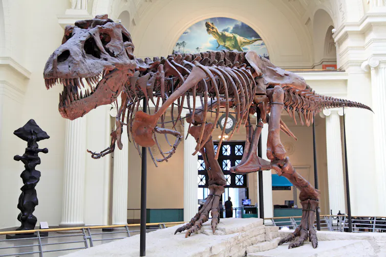 T-Rex fossil
