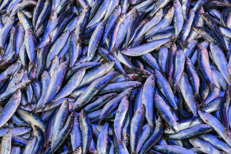 A fresh catch of sardines.
